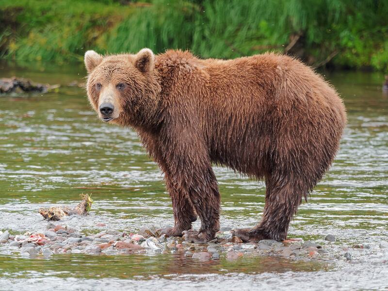 Un ours brun du Kamtchatka debout dans une rivière peu profonde.